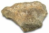 Dinosaur (Triceratops) Bone Section - Montana #284919-1